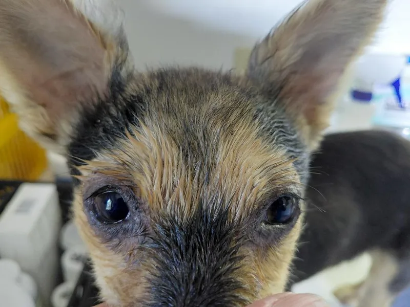Pixie Dust thumbnail 4