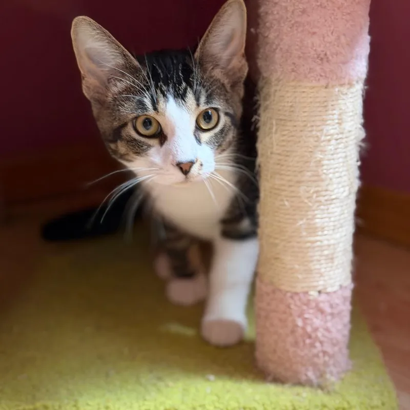 A young medium-sized male Brown / Chocolate Domestic Short Hair cat named San Angelo for adoption in Eaton Rapids, MI