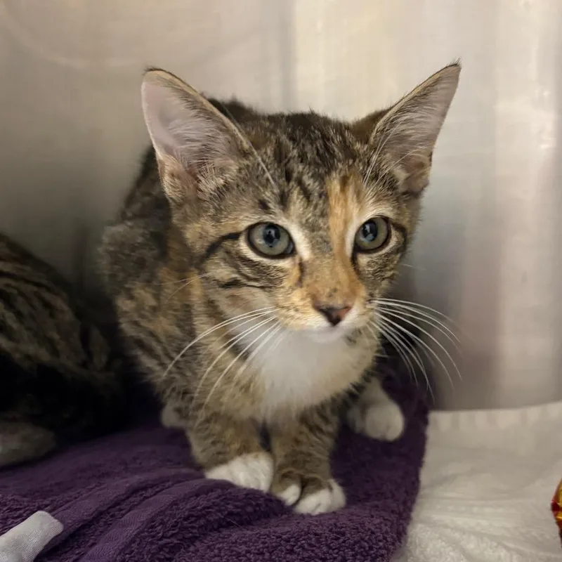 A baby small-sized female Domestic Short Hair cat named Nina for adoption in Birmingham, AL