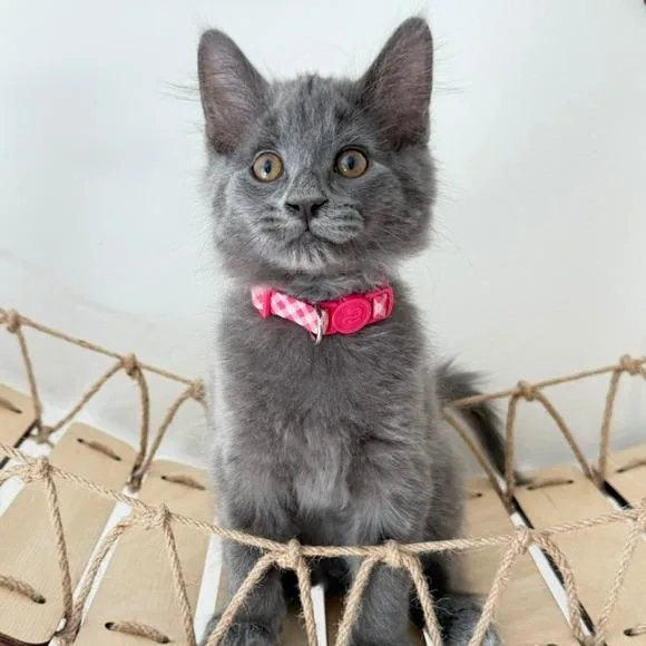 A baby small-sized female Gray / Blue / Silver Domestic Medium Hair cat named Harlow for adoption in Naperville, IL