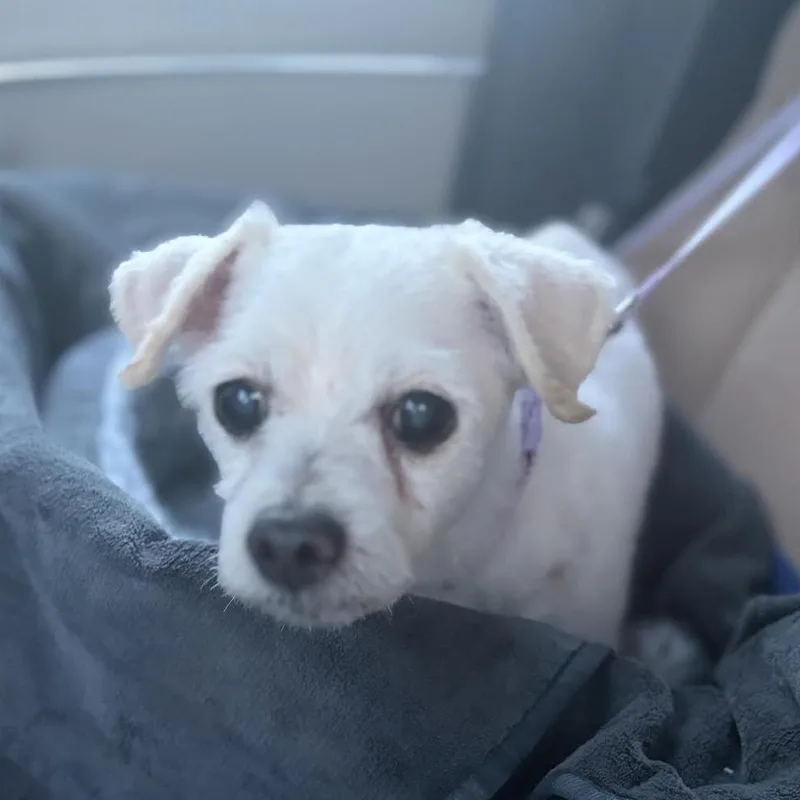 A senior small-sized male Mixed Breed dog named Benny for adoption in Alexandria, VA