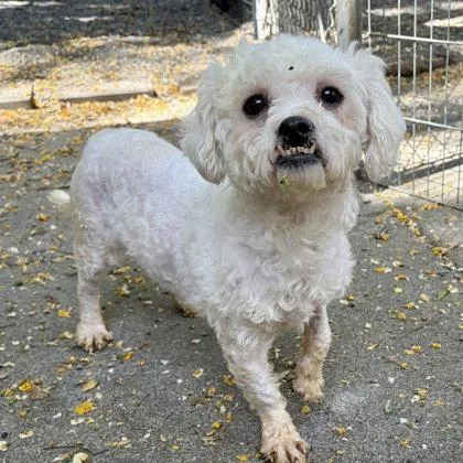 An adult small-sized female Poodle dog named Esme for adoption in Oakland, CA