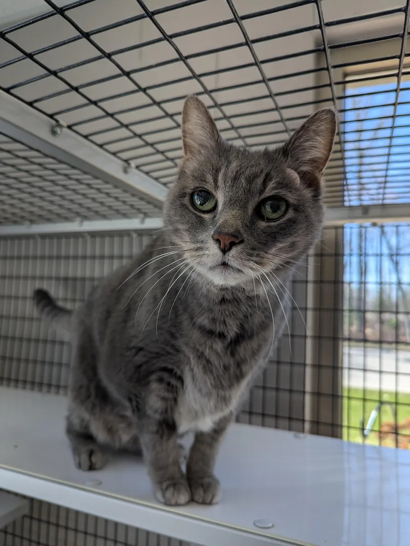 An adult medium-sized male Domestic Short Hair cat named Ziggy for adoption in Oconto, WI