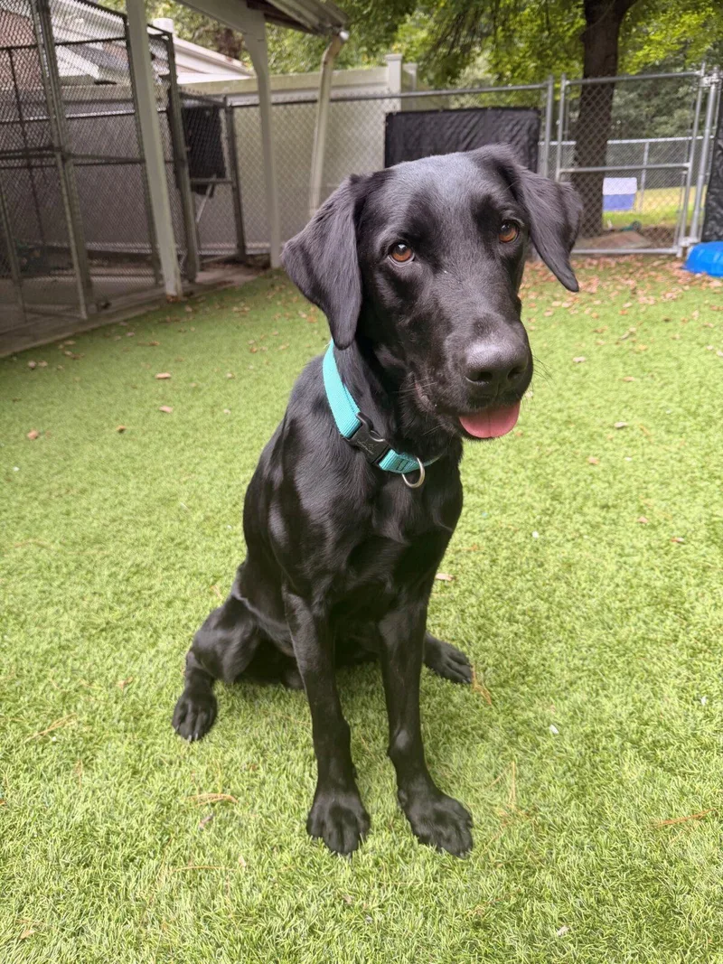 An adult large-sized male Black Labrador Retriever dog named Truman for adoption in Hudson, MA