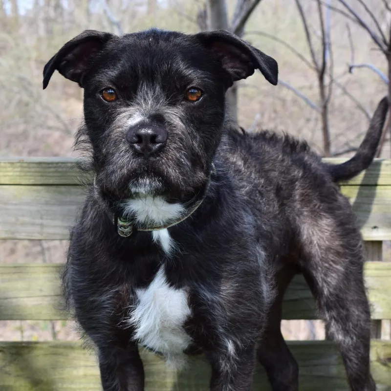 A young medium-sized male Gray / Blue / Silver Terrier dog named Mac for adoption in McKean, PA