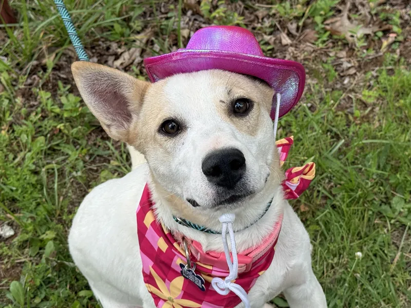A young medium-sized female White / Cream Cattle Dog dog named Harper Happy for adoption in Andover, MA