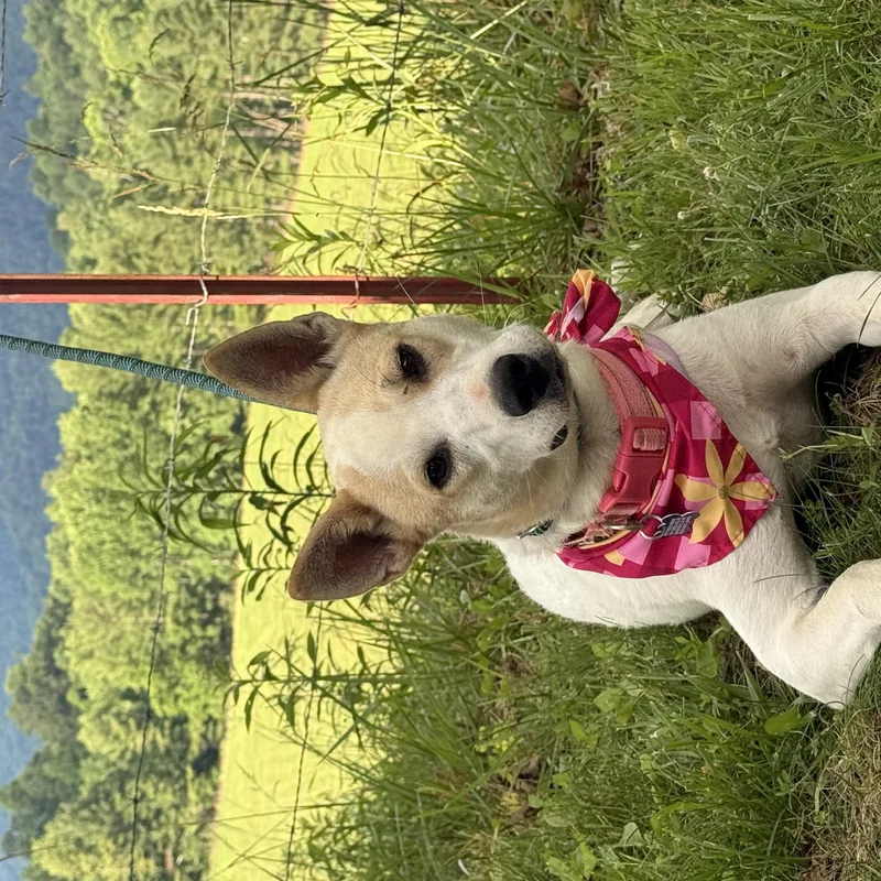 Harper Happy thumbnail 2