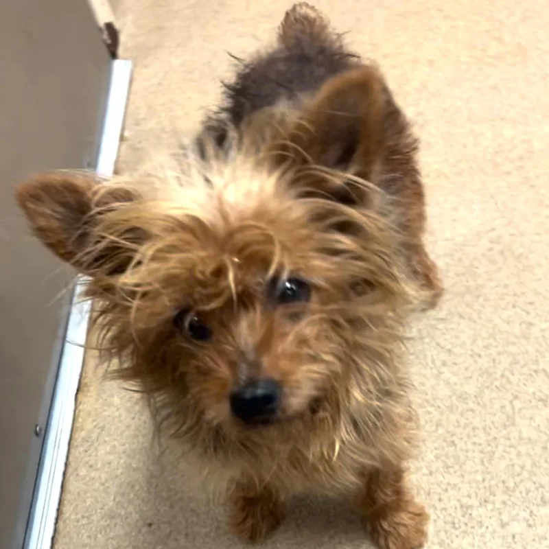 A senior small-sized female Brown / Chocolate Yorkshire Terrier dog named Bon Bon for adoption in Pacific Grove, CA