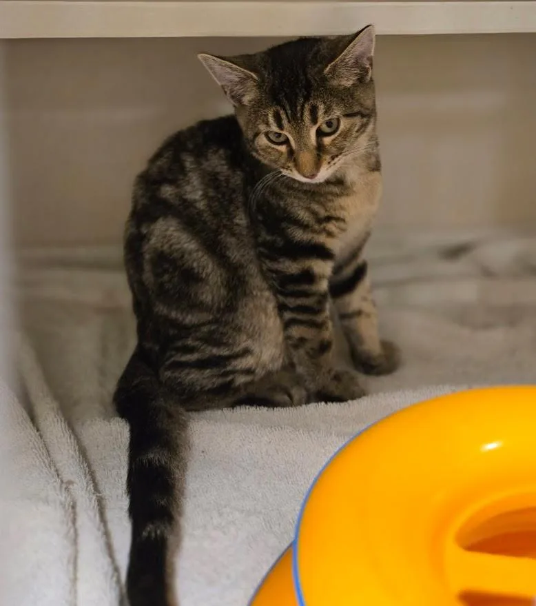 A baby small-sized female Tabby (Brown / Chocolate) Tabby cat named Pulquita for adoption in New Rochelle, NY
