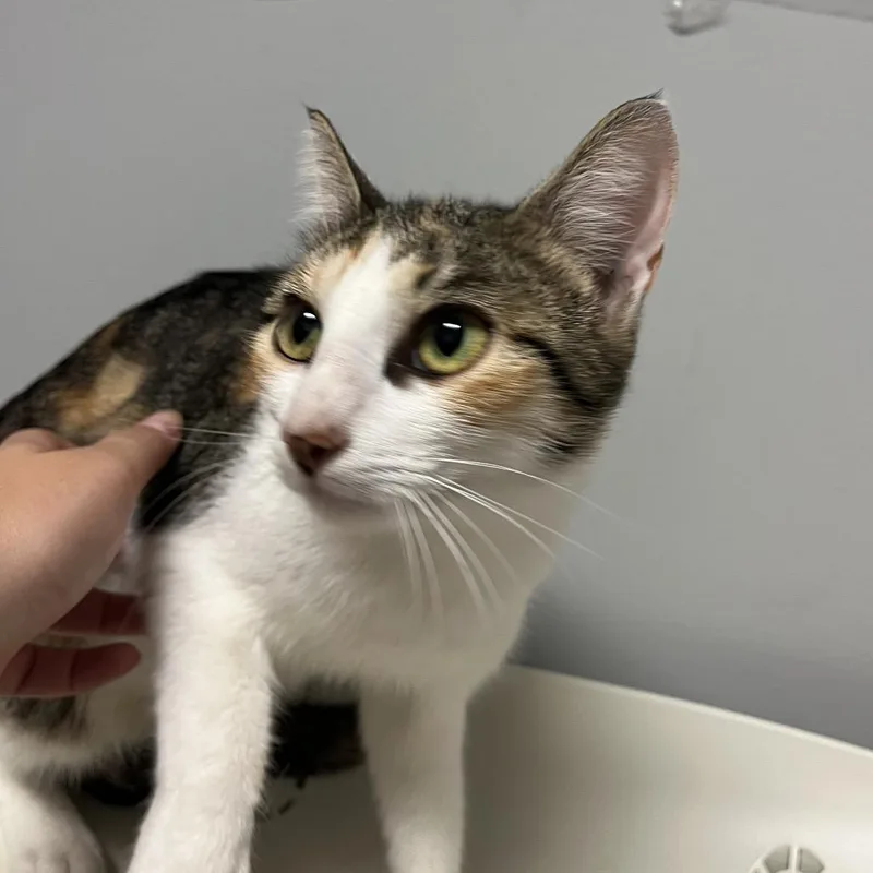 An adult medium-sized female Calico Domestic Short Hair cat named Butternut for adoption in Chattanooga, TN