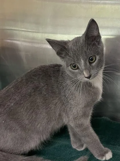 A baby small-sized female Domestic Short Hair cat named Minor Inconvenience for adoption in Independence, MO