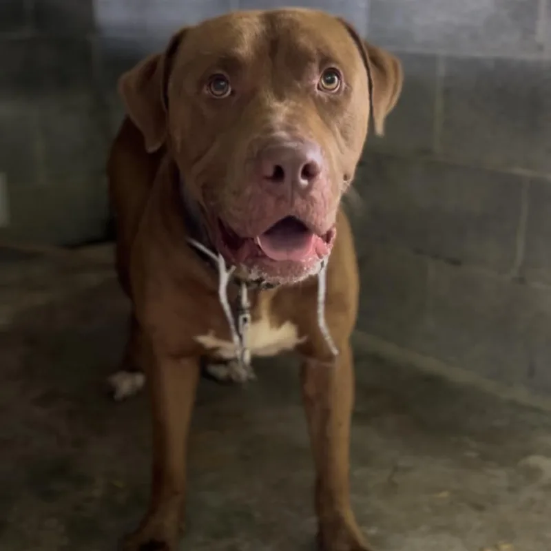 An adult extra large-sized male Brown / Chocolate Mixed Breed dog named Gabriel for adoption in Pauls Valley, OK