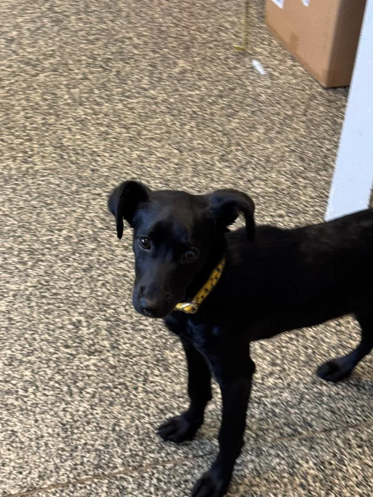 A baby small-sized female Mixed Breed dog named Vera for adoption in Columbia, TN