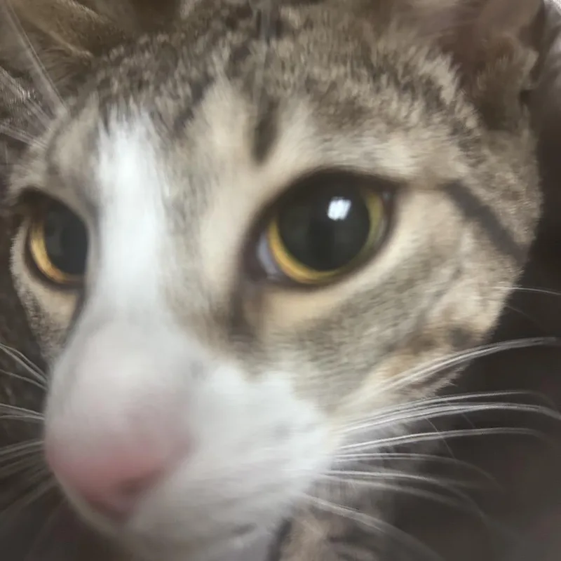A young medium-sized male Gray / Blue / Silver Domestic Short Hair cat named Tiger for adoption in Philadelphia, PA