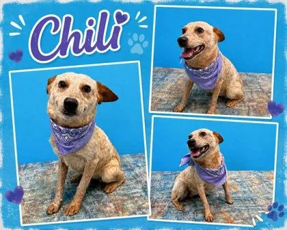 A young medium-sized female Fox Terrier dog named Chili for adoption in Seagoville, TX
