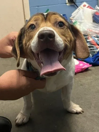 An adult medium-sized male Beagle dog named Brownie for adoption in Seneca, SC