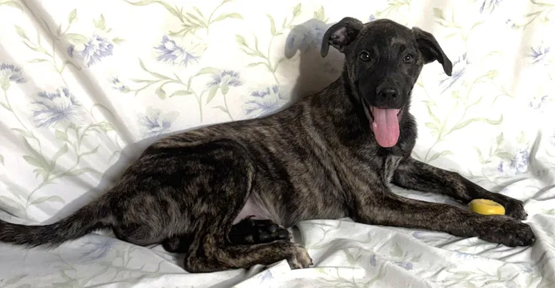 A baby large-sized male Catahoula Leopard Dog dog named Frank for adoption in Wetumpka, AL