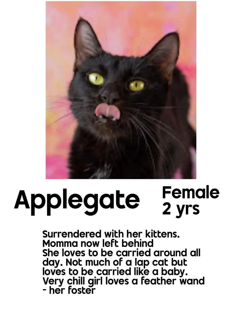 An adult medium-sized female Black Domestic Short Hair cat named Applegate for adoption in Holbrook, NY