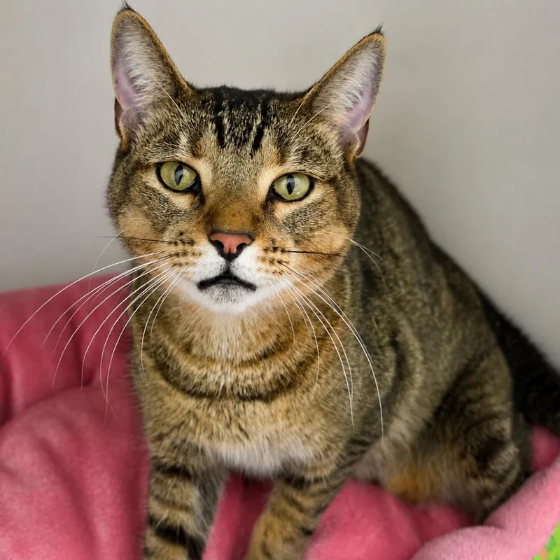A young medium-sized female Brown / Chocolate Domestic Short Hair cat named Millefeuille for adoption in Sarasota, FL