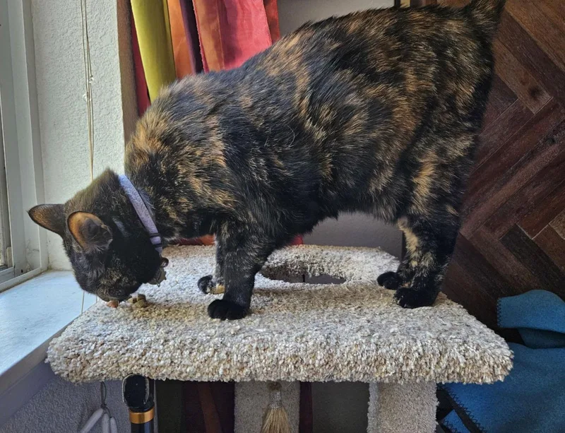 An adult medium-sized female Tortoiseshell cat named Persephone for adoption in San Jose, CA