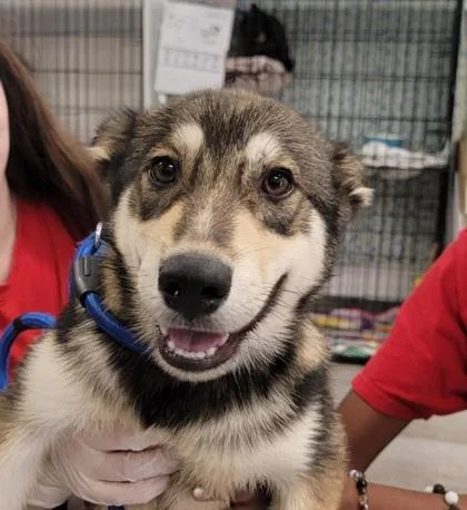 A baby medium-sized male Mixed Breed dog named Trey for adoption in West Chester, PA