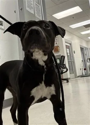 An adult large-sized female Pit Bull Terrier dog named Roberta for adoption in Los Angeles, CA