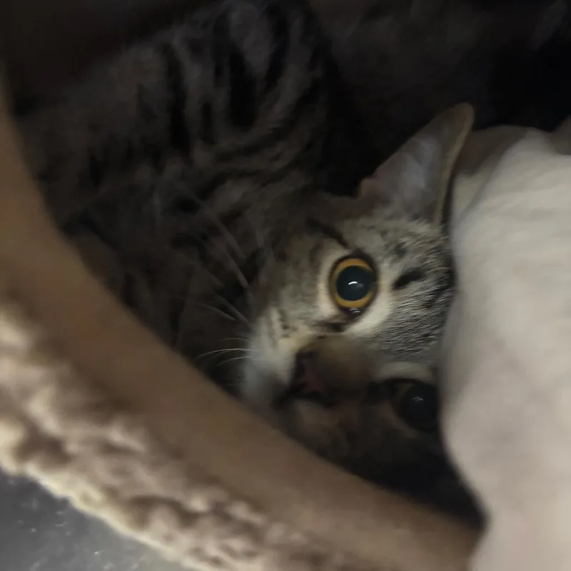 A baby medium-sized female Brown / Chocolate Domestic Short Hair cat named Lily for adoption in Spokane, WA