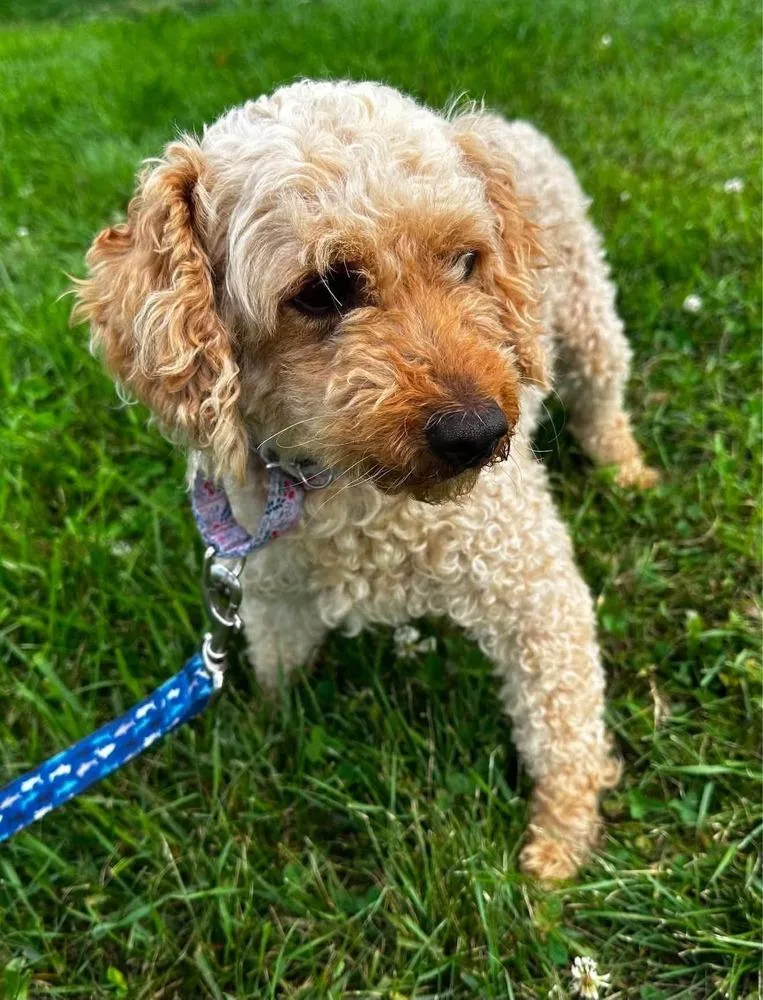 An adult medium-sized female Goldendoodle dog named Panini for adoption in Wausau, WI