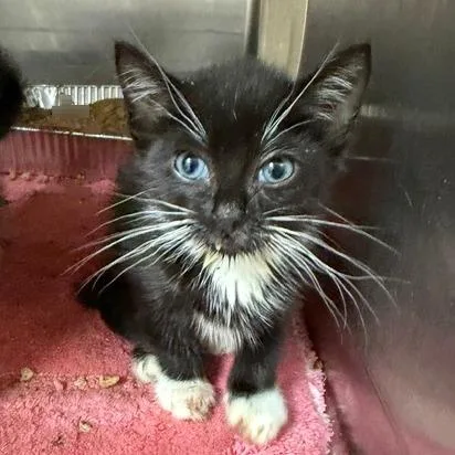 A baby small-sized male Domestic Short Hair cat named Lambo for adoption in Cumming, GA