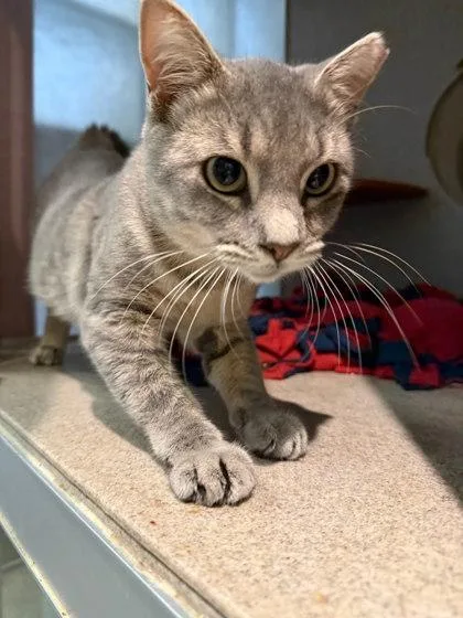 A baby small-sized male Domestic Short Hair cat named Thomas for adoption in Washington, DC