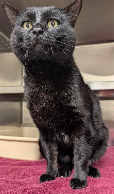 An adult medium-sized male Domestic Short Hair cat named Gulliver for adoption in Lees Summit, MO