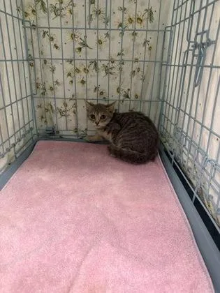 A baby small-sized female Domestic Short Hair cat named Scraggles for adoption in Gainesville, FL
