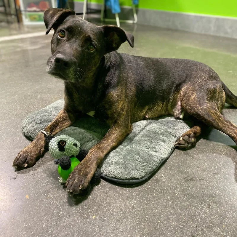 Maverick thumbnail 4