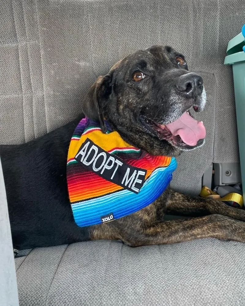 Maverick thumbnail 6