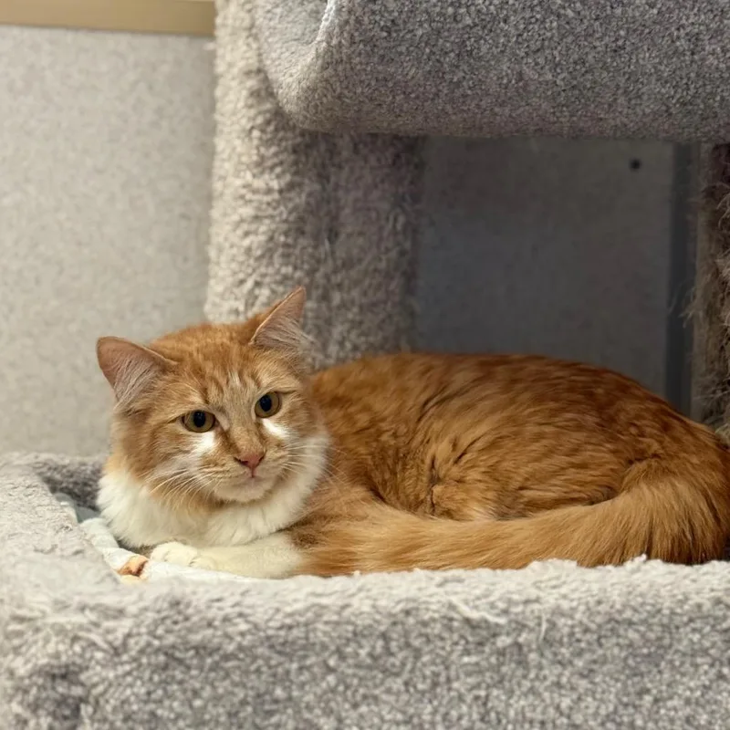 A young medium-sized female Orange / Red Domestic Long Hair cat named Cutie for adoption in Naperville, IL