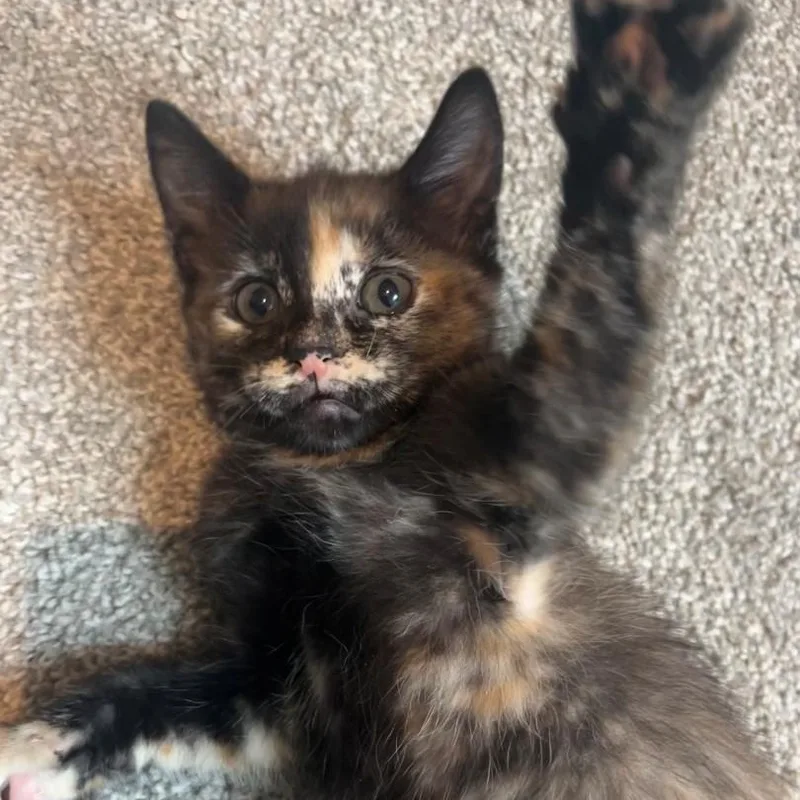 A baby small-sized female Torbie Domestic Short Hair cat named Scribble Plump for adoption in Morrison, CO