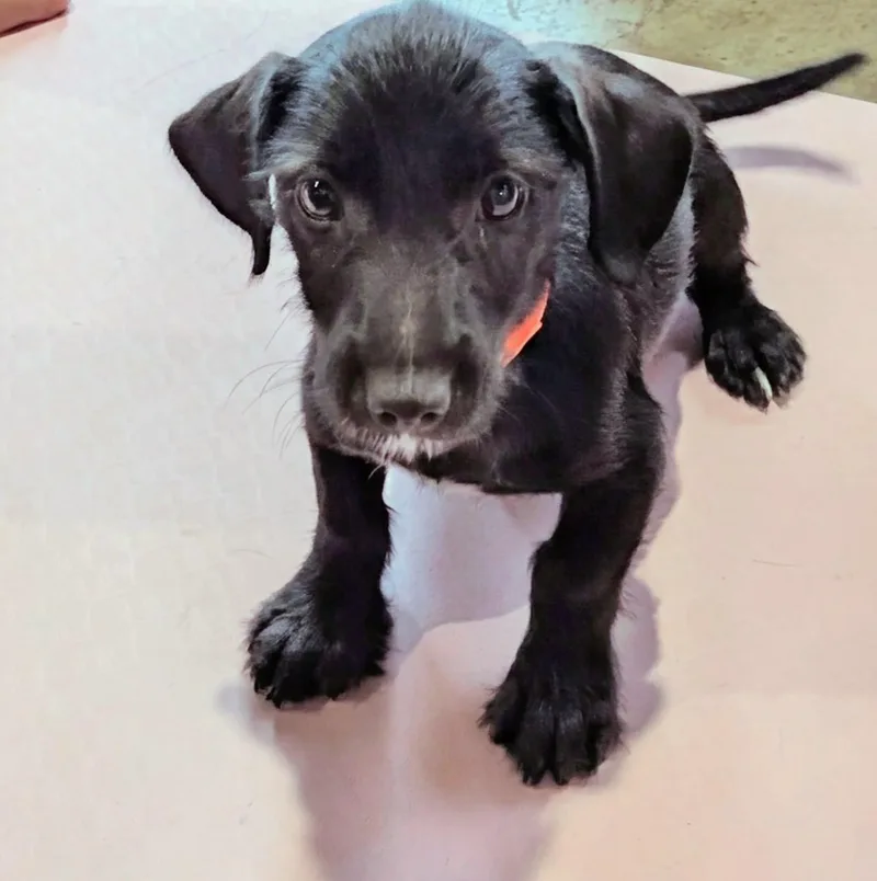 A baby small-sized male Black Chiweenie dog named Chance for adoption in Dallas, TX