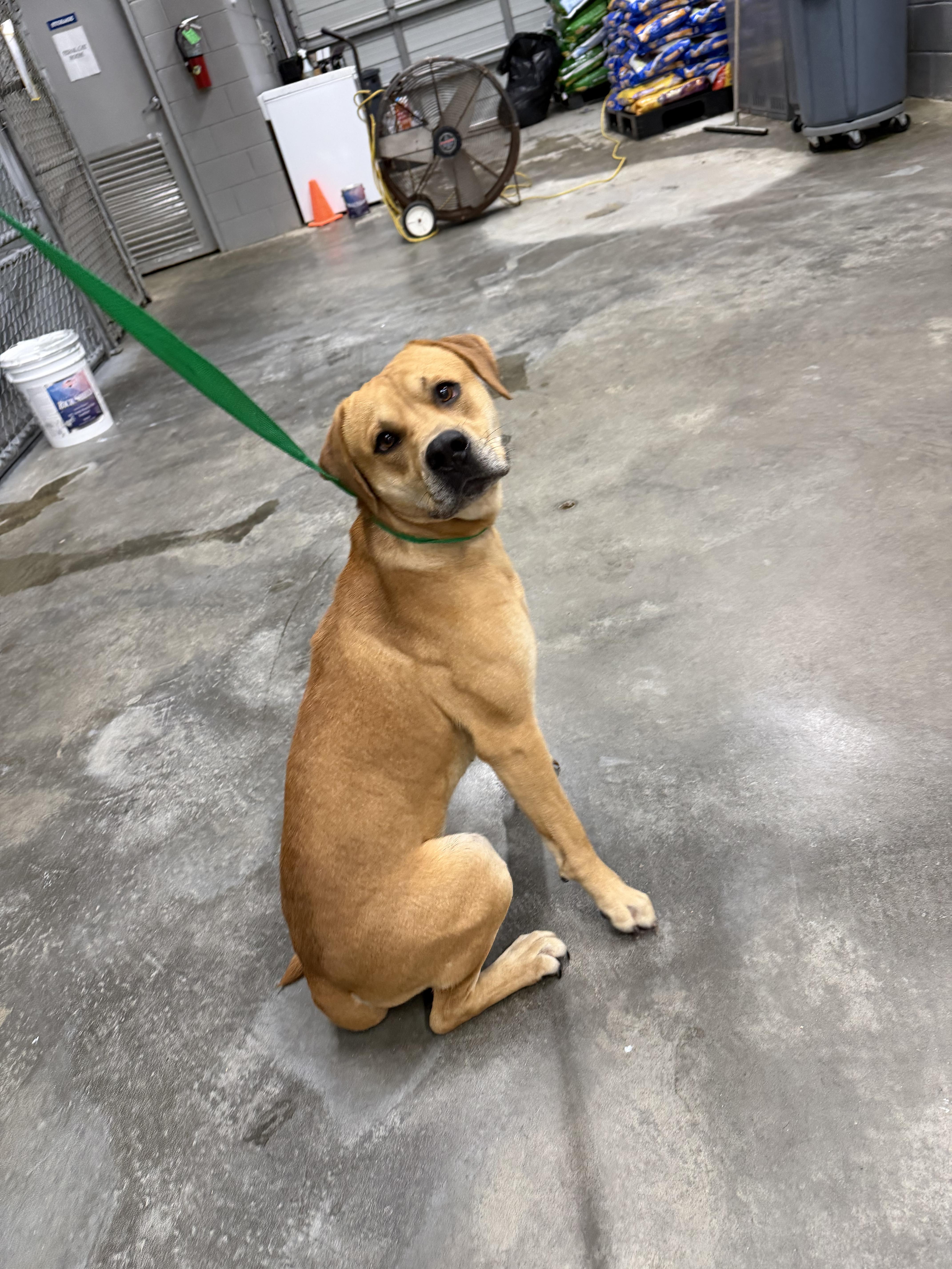An adult medium-sized male American Bulldog dog named Tucker for adoption in Elizabethtown, NC
