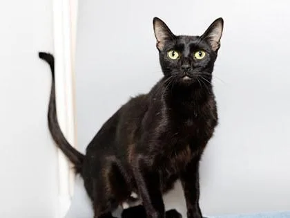 A young medium-sized female Domestic Short Hair cat named Mamba for adoption in Longmont, CO