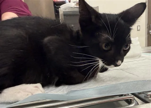 A baby small-sized male Domestic Short Hair cat named Alastor for adoption in Baytown, TX