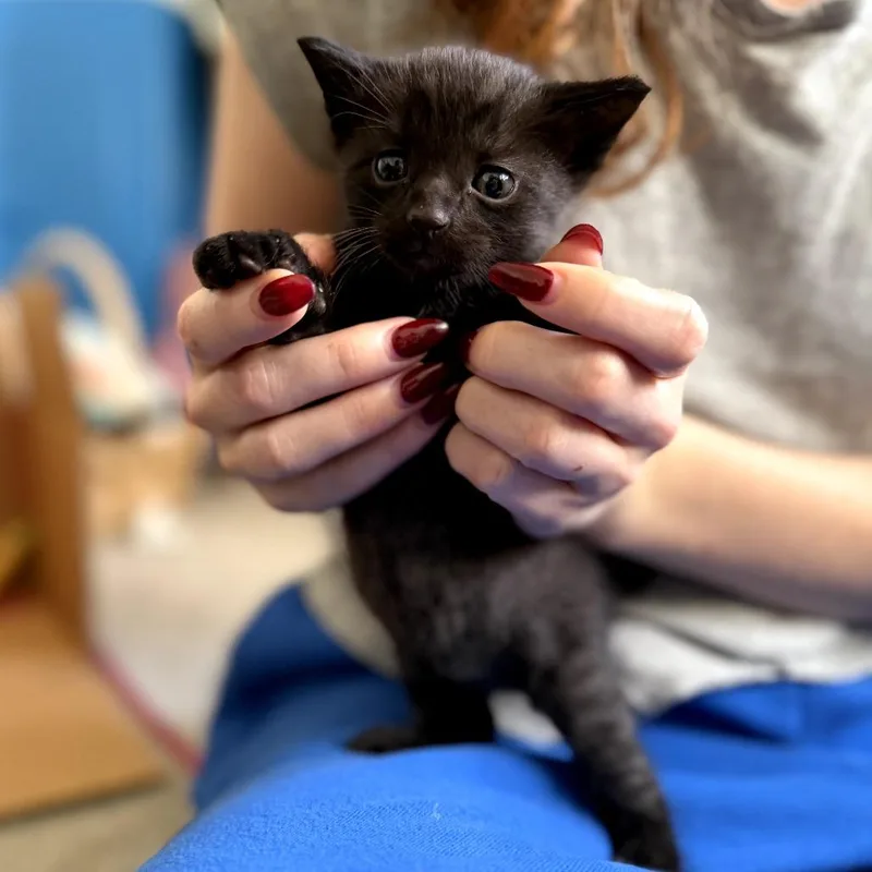 Polly thumbnail 2
