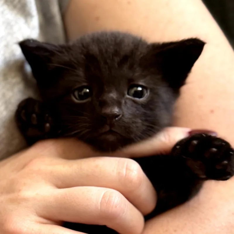 Polly thumbnail 3