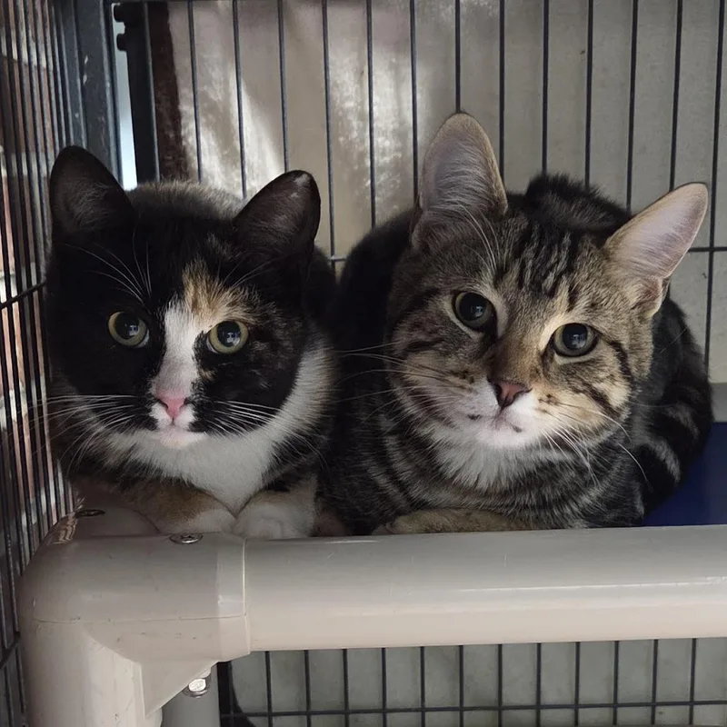 A young medium-sized female Calico Domestic Short Hair cat named Amanda for adoption in Camden, DE