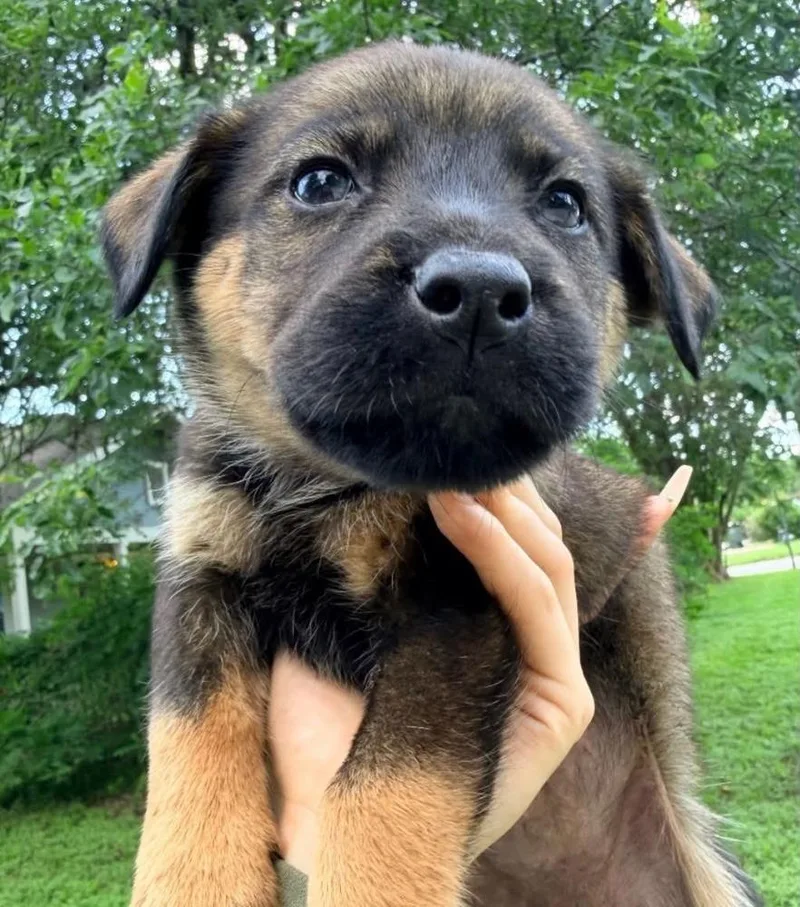 A baby medium-sized female Brown / Chocolate German Shepherd Dog dog named Bowie for adoption in Brewster , NY