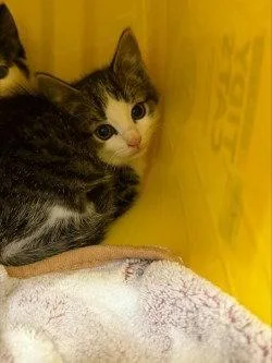A baby small-sized male Domestic Short Hair cat named CA  Yin for adoption in Glen Allen, VA
