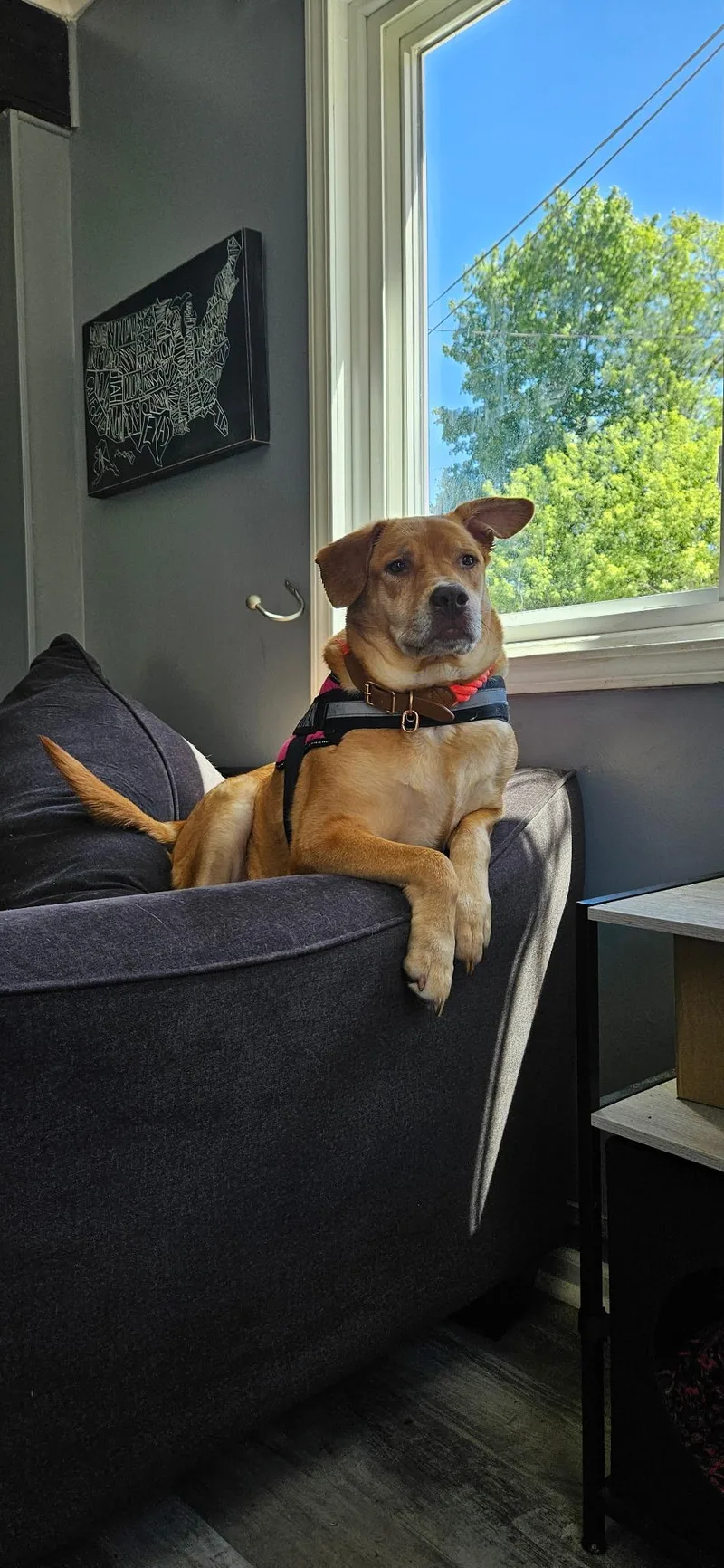 Nala thumbnail 3