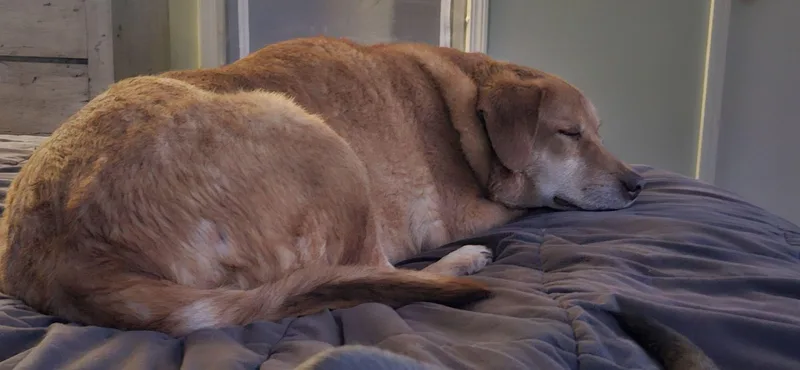 Nala thumbnail 6