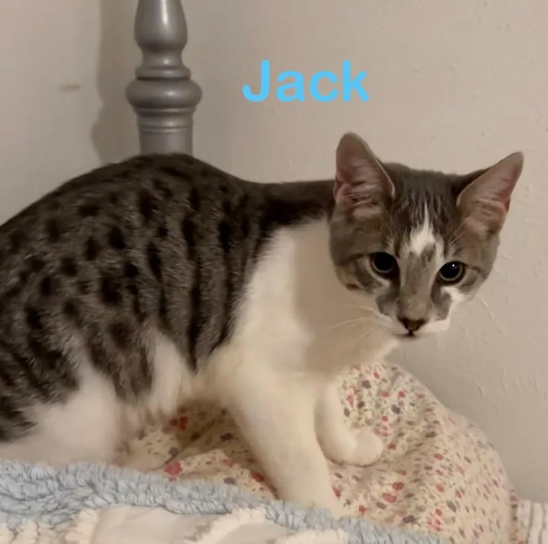 A young medium-sized male Domestic Short Hair cat named Jack for adoption in Richland Hills, TX