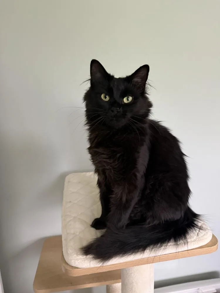An adult medium-sized female Black Domestic Long Hair cat named Morticia for adoption in Albany, WI