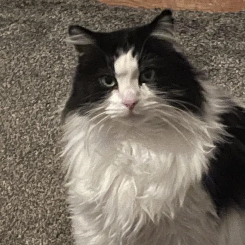 Gizmo Courtesy Listed